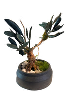 Bonsaï Stabilisé en Olivier Naturel | Décoration Zen Sans Entretien
