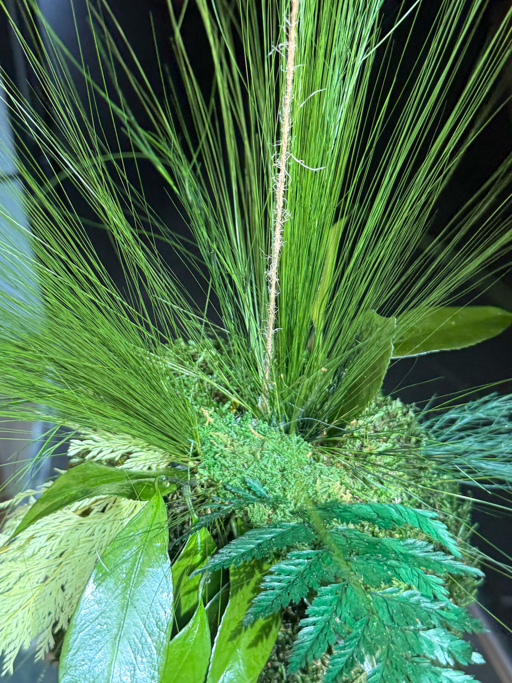 Kokedama suspendu en végétaux stabilisés – Élégance naturelle