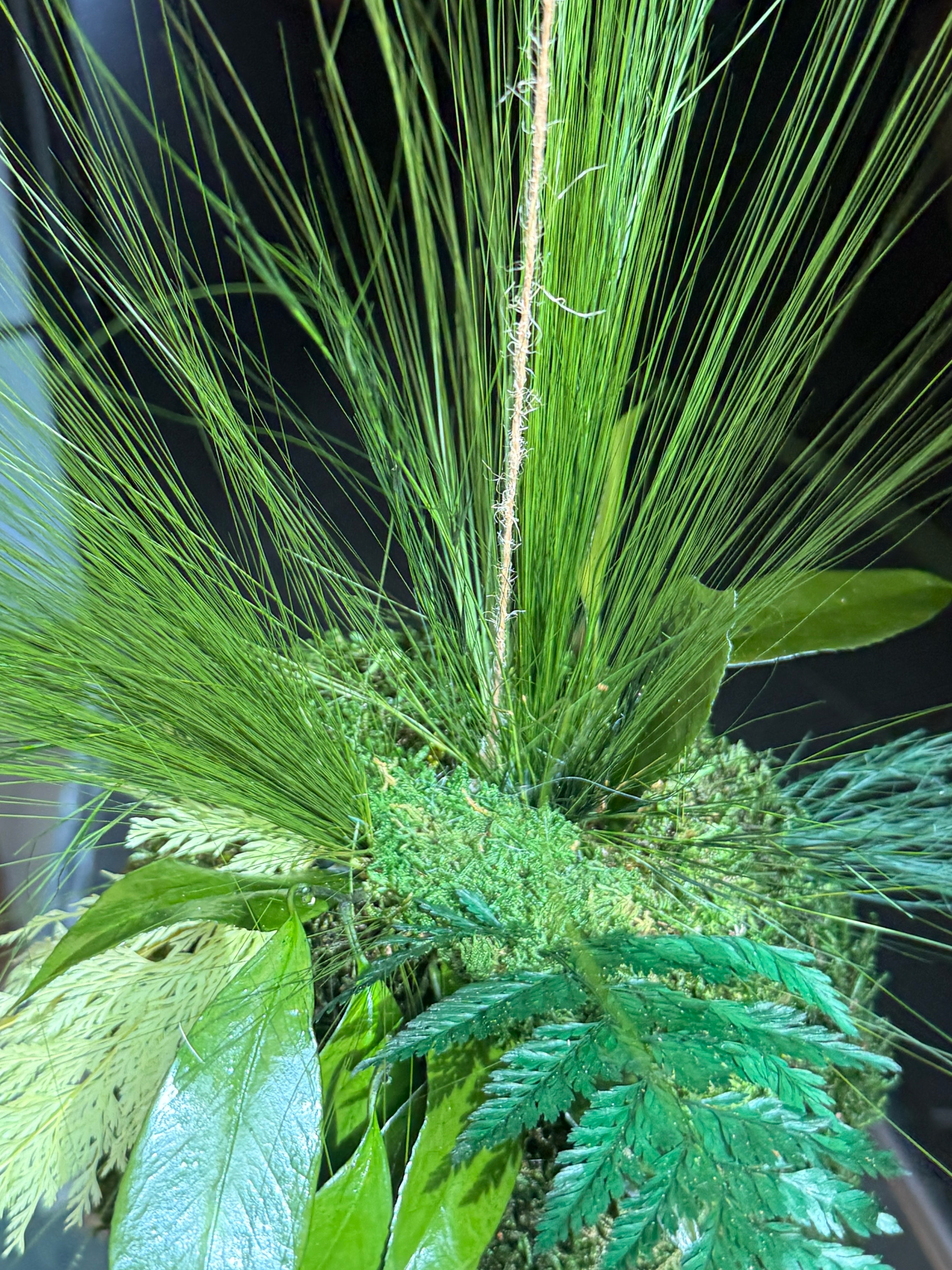 Kokedama suspendu en végétaux stabilisés – Élégance naturelle