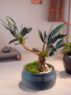 Bonsaï Stabilisé en Olivier Naturel | Décoration Zen Sans Entretien