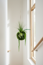 Kokedama suspendu en végétaux stabilisés – Élégance naturelle