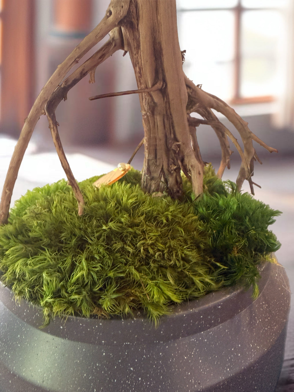 Bonsaï Mangrove Stabilisé XL – Sculpture Végétale sur Bois Flotté – Décoration Japandi Haut de Gamme