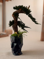 Bonsaï Stabilisé Sans Entretien – Pot Visage Abstrait Noir | Sculpture Végétale Zen
