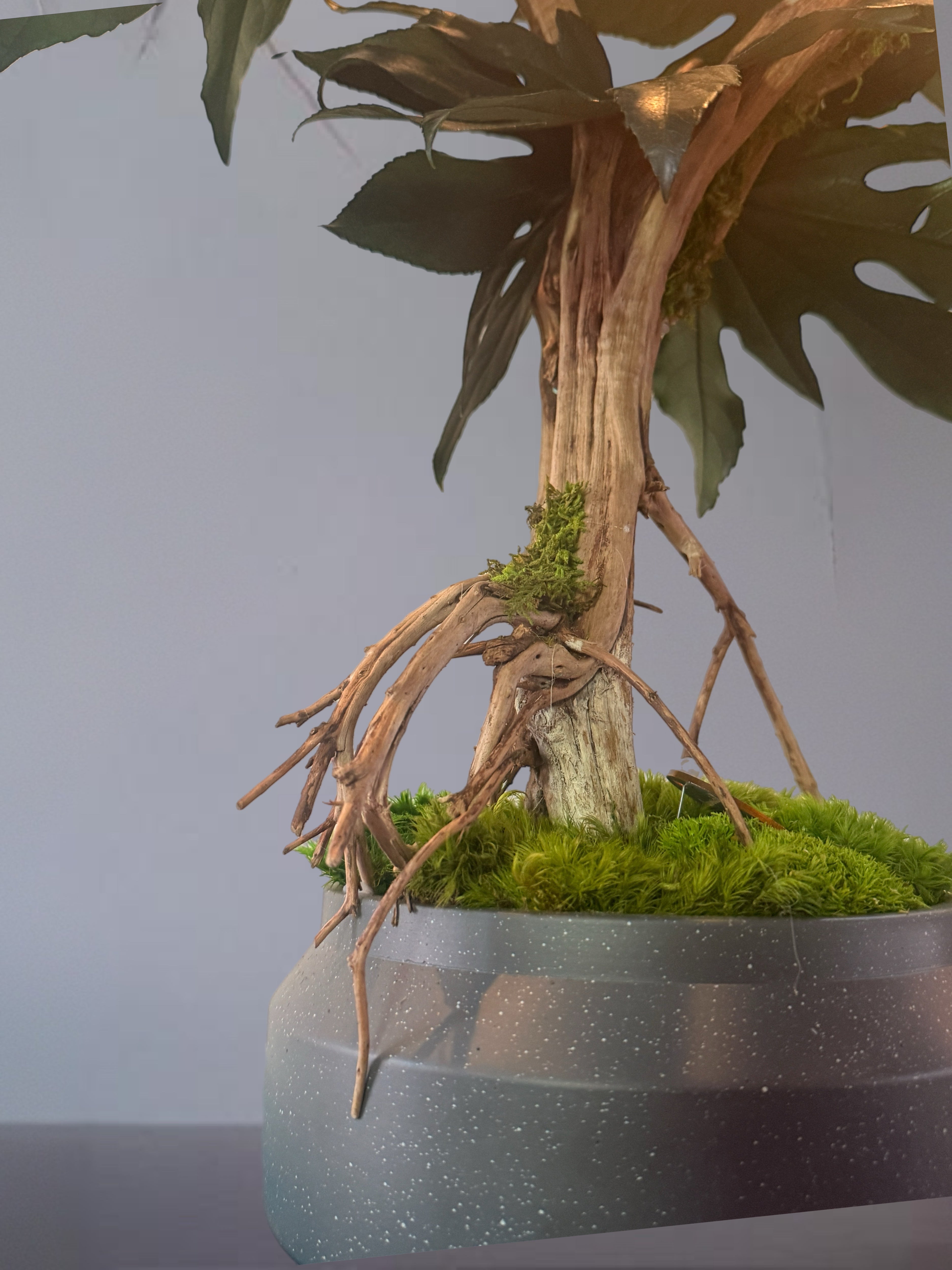 Bonsaï Mangrove Stabilisé XL – Sculpture Végétale sur Bois Flotté – Décoration Japandi Haut de Gamme