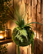 Kokedama suspendu en végétaux stabilisés – Élégance naturelle