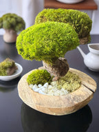 Bonsaï Stabilisé d’Exception sur Pot en Teck – Pièce Unique Artisanale