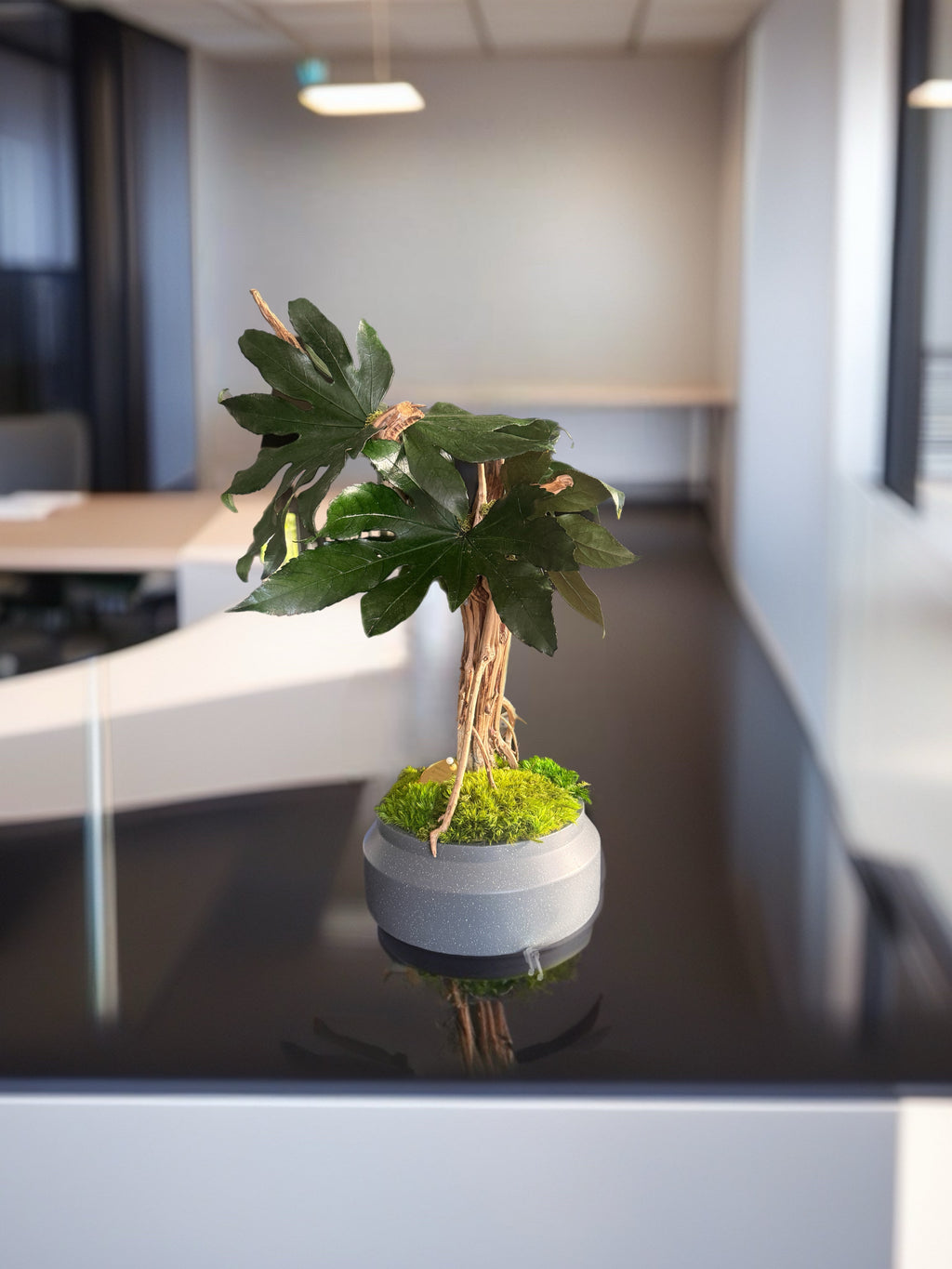 Bonsaï Mangrove Stabilisé XL – Sculpture Végétale sur Bois Flotté – Décoration Japandi Haut de Gamme