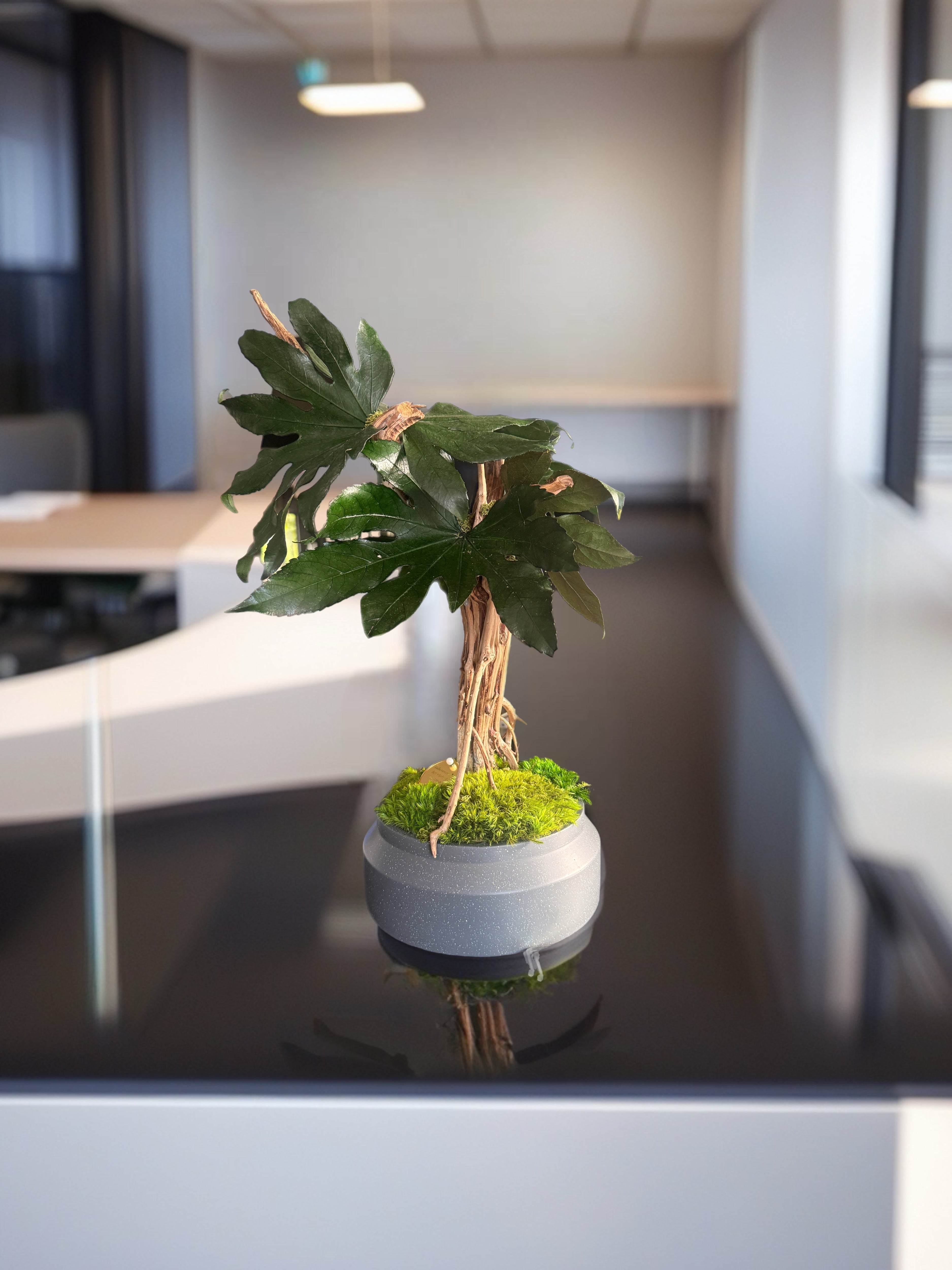 Bonsaï Mangrove Stabilisé XL – Sculpture Végétale sur Bois Flotté – Décoration Japandi Haut de Gamme