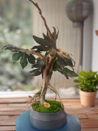 Bonsaï Mangrove Stabilisé XL – Sculpture Végétale sur Bois Flotté – Décoration Japandi Haut de Gamme