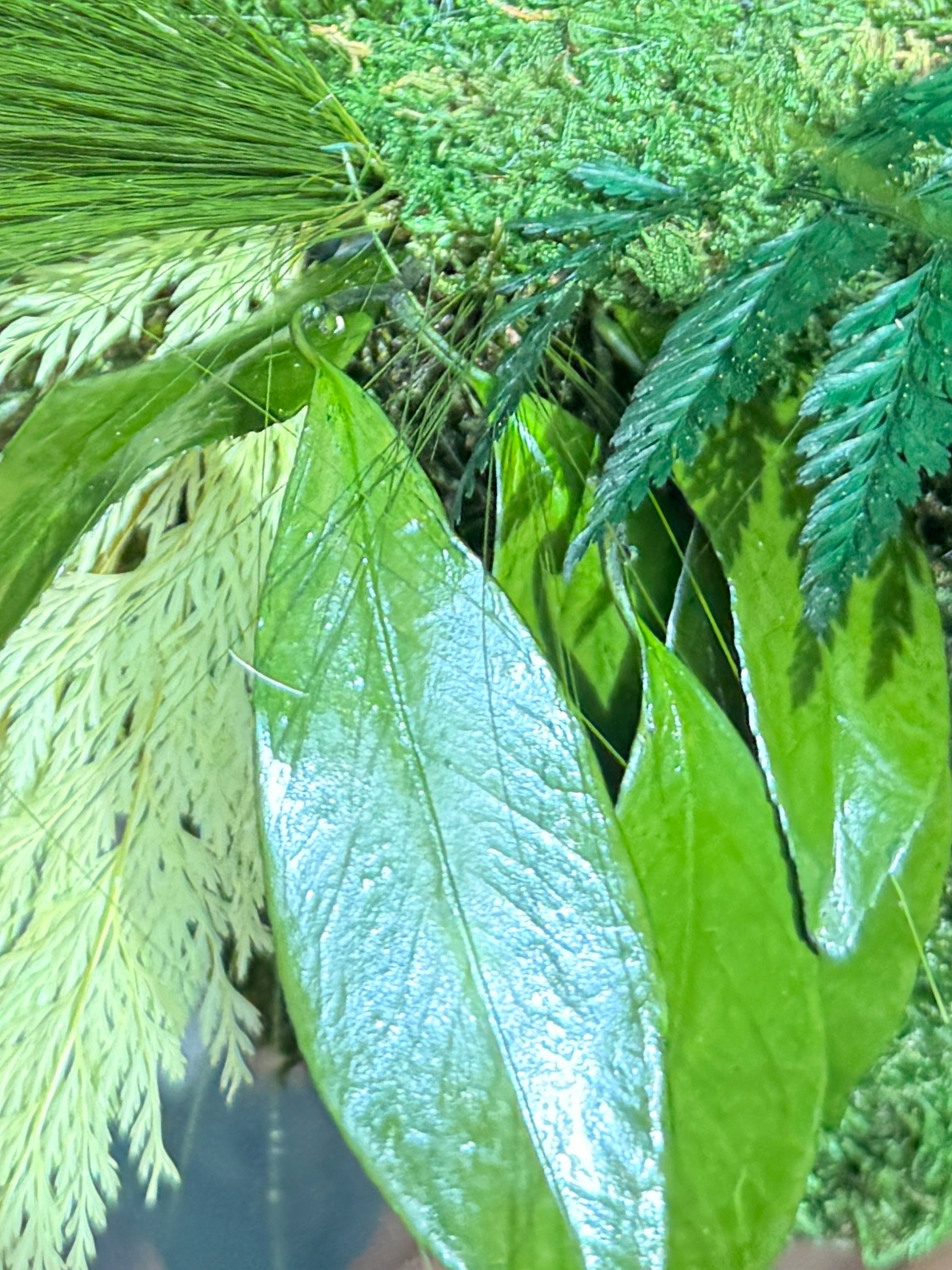 Kokedama suspendu en végétaux stabilisés – Élégance naturelle