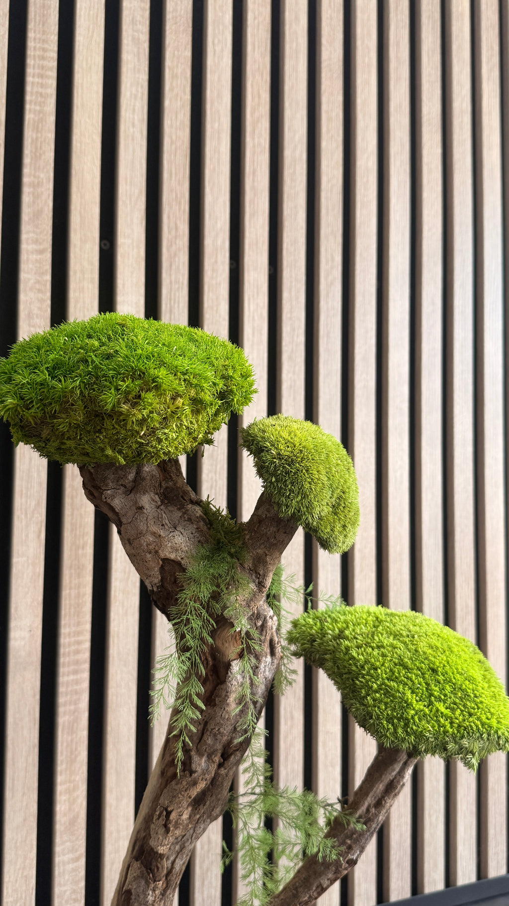 L’Arbre des Nuages – Bonsaï végétal stabilisé en bois de Talawa