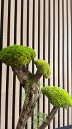 L’Arbre des Nuages – Bonsaï végétal stabilisé en bois de Talawa