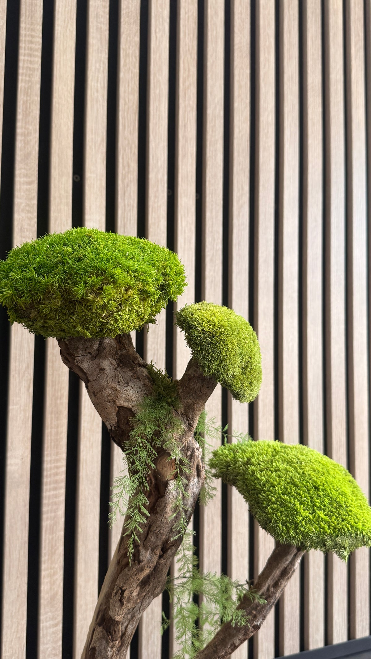 L’Arbre des Nuages – Bonsaï végétal stabilisé en bois de Talawa