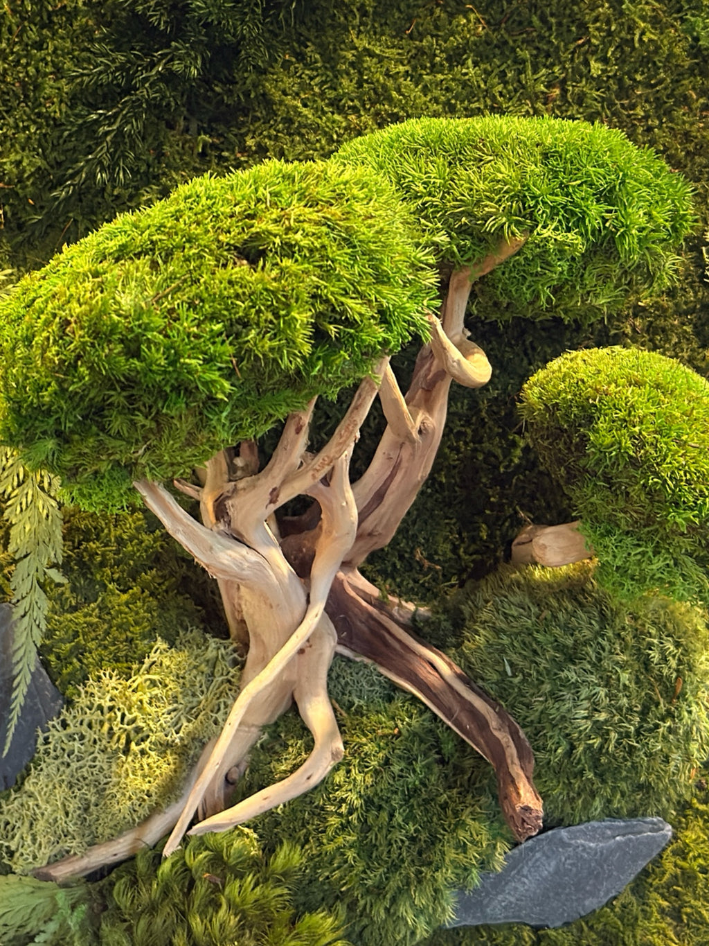 Cadre végétal mural stabilisé – Bonsaï mural japonais – Sculpture végétale Japandi – Bois flotté et pierres naturelles- Pièce unique