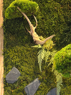 Cadre végétal mural stabilisé – Bonsaï mural japonais – Sculpture végétale Japandi – Bois flotté et pierres naturelles- Pièce unique
