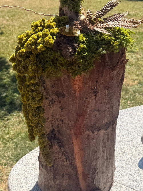Bonsaï Zen Stabilisé sur Tronc De Vigne Véritable| Sculpture Végétale Eucalyptus & Mousse | Fait Main France