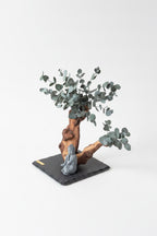Bonsaï de la Sérénité – Bois de Mopani & eucalyptus stabilisé