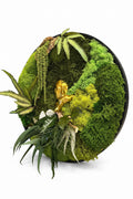 Tableau végétal rond Éden Secret 50 cm – mousse stabilisée, lichens, feuillages débordants et visage doré, fond blanc