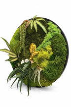 Tableau végétal rond Éden Secret 50 cm – mousse stabilisée, lichens, feuillages débordants et visage doré, fond blanc