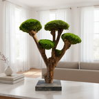     Bonsaï stabilisé décoratif en bois de Talawa et pierre de Soignies dans un intérieur contemporain
