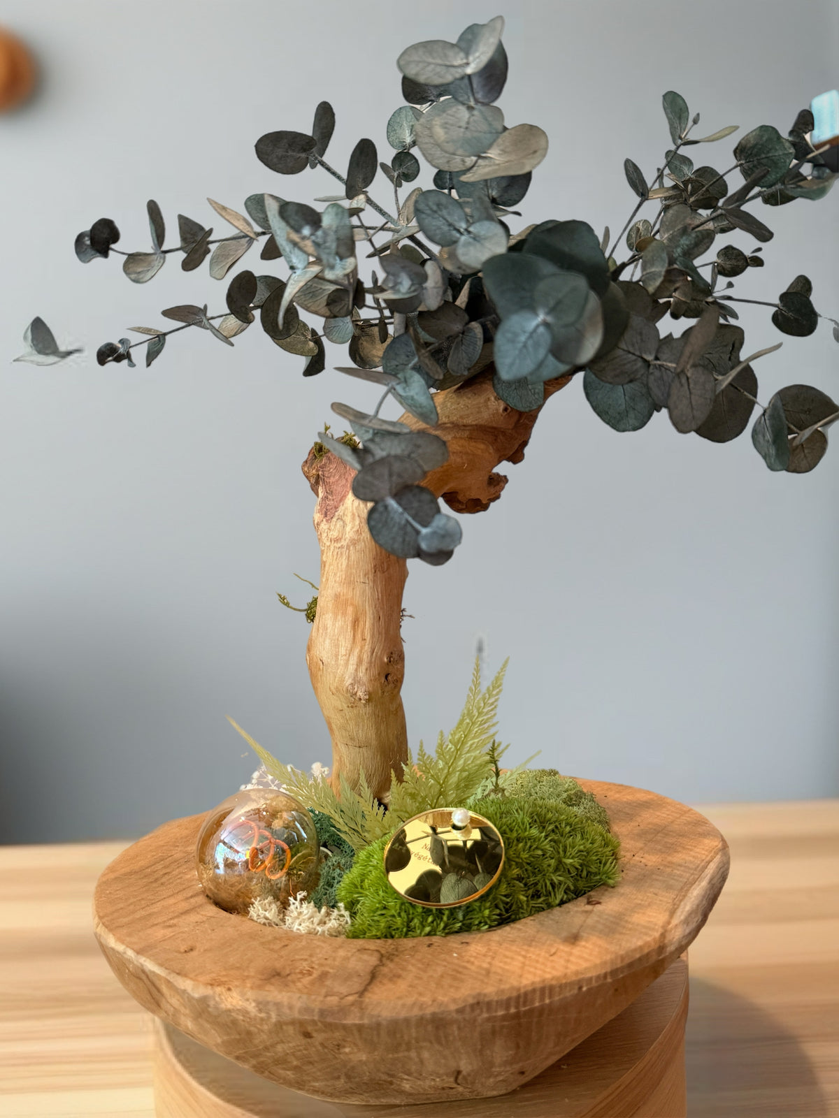     Bonsaï lumineux en eucalyptus stabilisé sur teck mis en scène dans un salon – Naturencadre