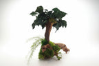 Bonsaï Ficus – Sculpture végétale en bois de Mopani