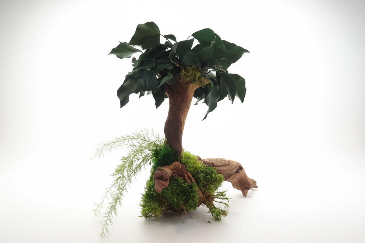 Bonsaï Ficus – Sculpture végétale en bois de Mopani