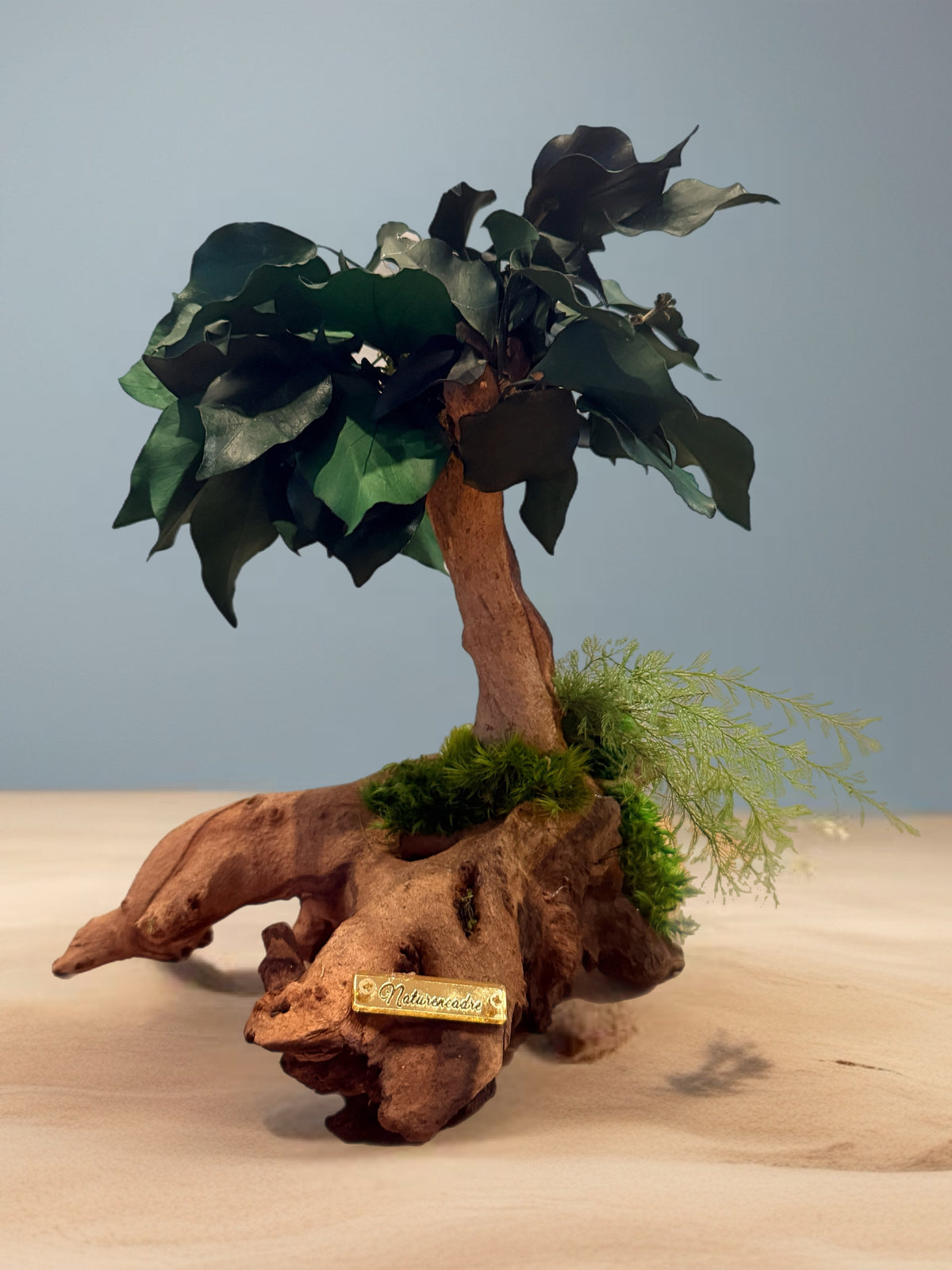 Bonsaï Ficus – Sculpture végétale en bois de Mopani