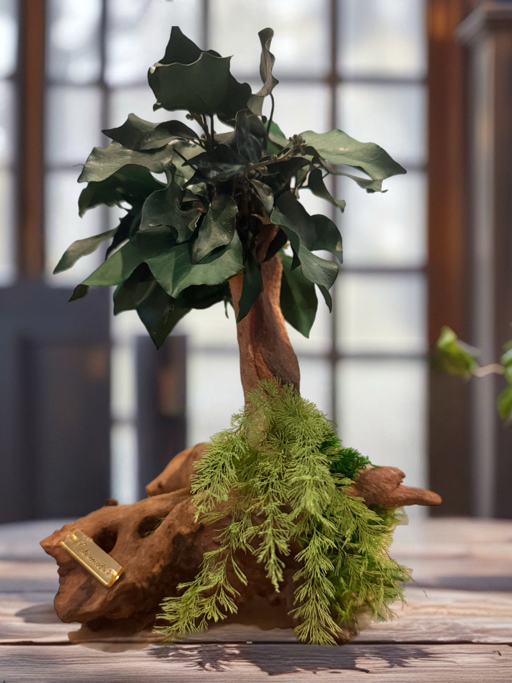 Bonsaï Ficus – Sculpture végétale en bois de Mopani