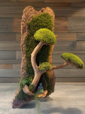 Bonsaï des Falaises sculpture végétale murale en écorce de liège, bois naturel et mousse stabilisée avec Bouddha – Naturencadre