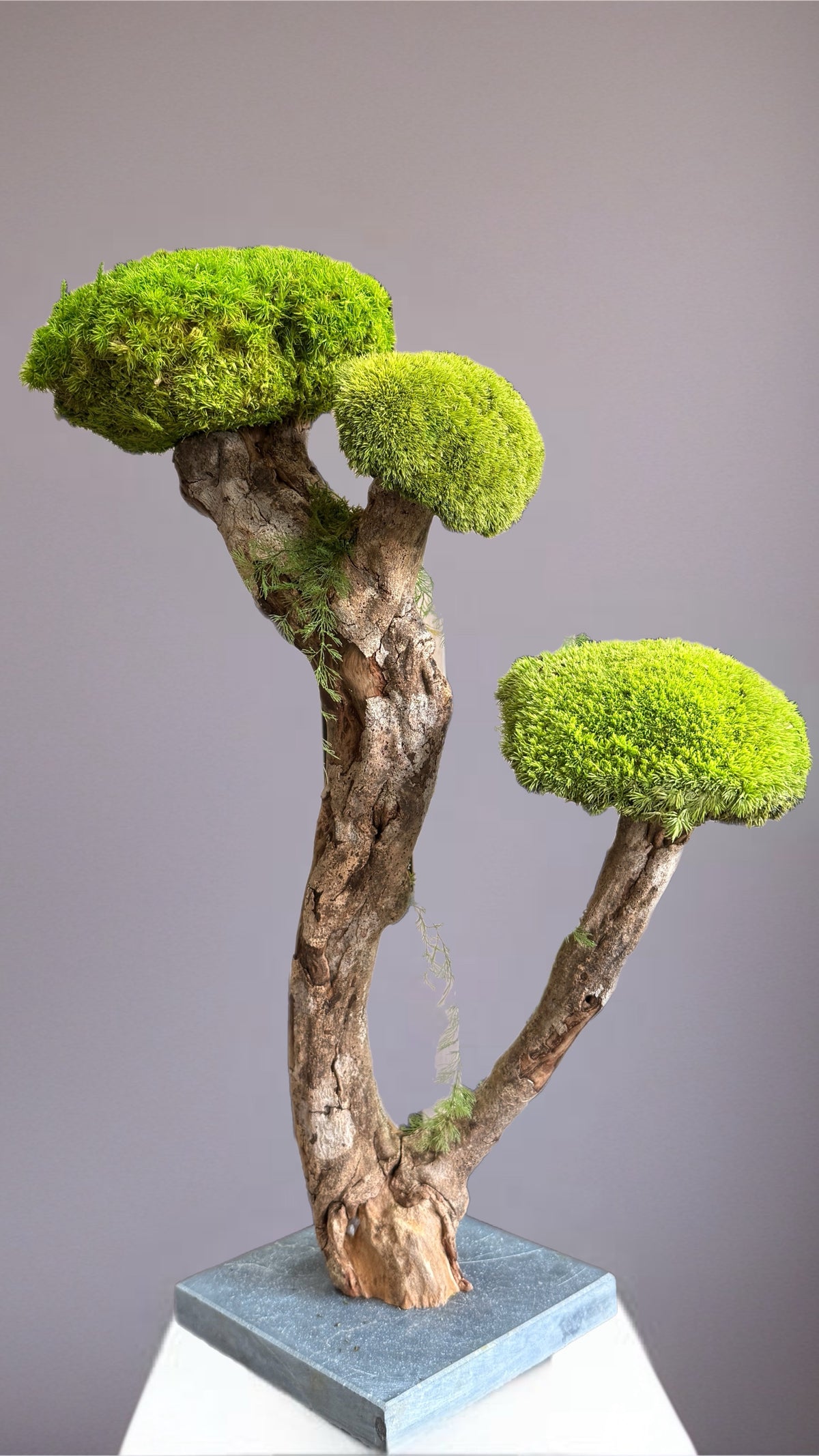 L’Arbre des Nuages – Bonsaï végétal stabilisé en bois de Talawa