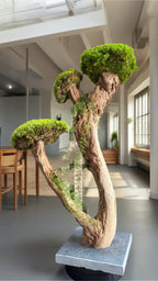 L’Arbre des Nuages – Bonsaï végétal stabilisé en bois de Talawa