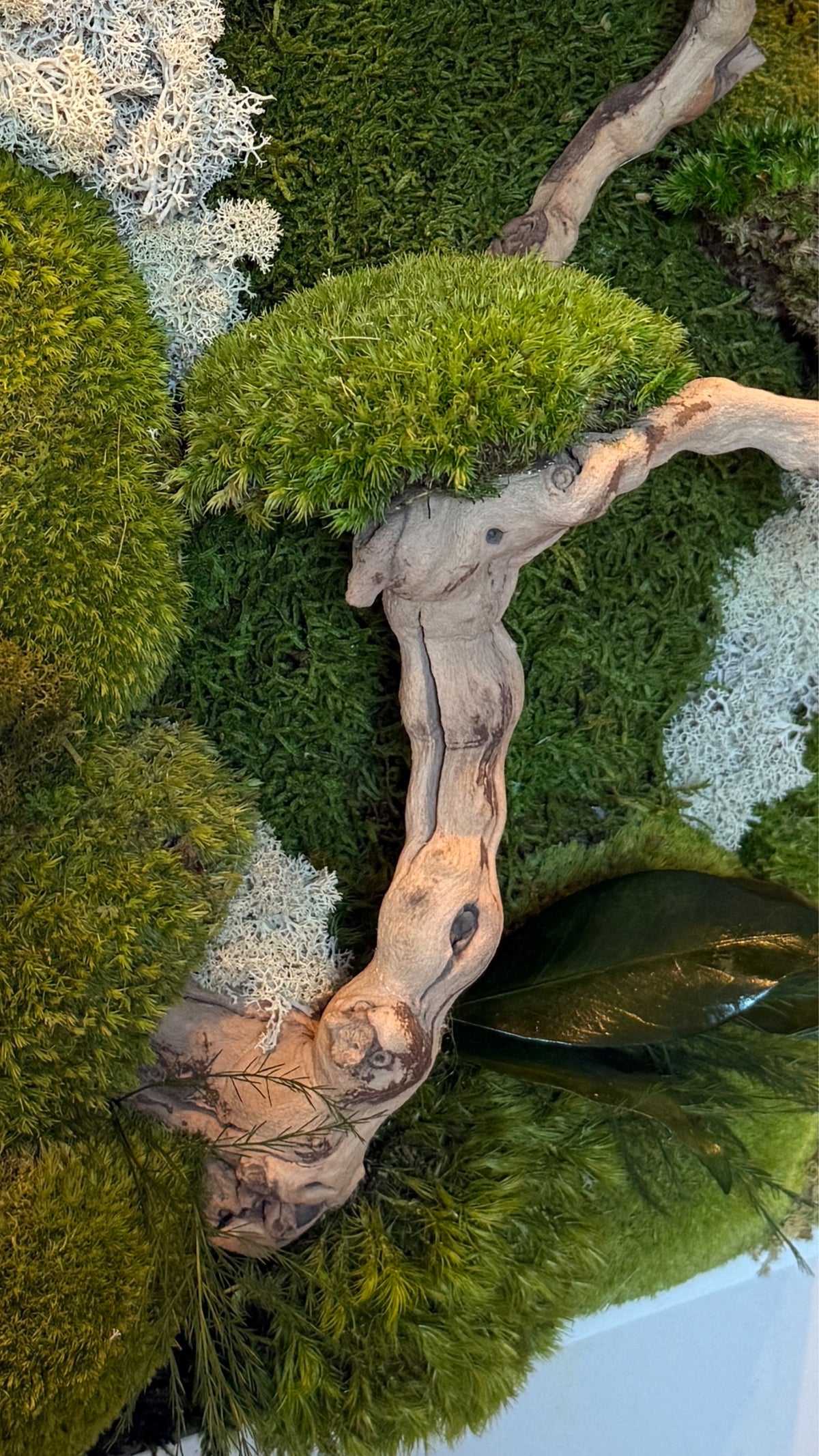 Canopée d’Émeraude – Tableau végétal stabilisé avec bonsaï en relief