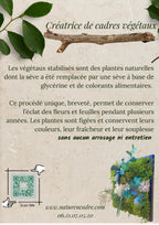 Cadre Végétal Lumineux Zen – Mousse Stabilisée & Bois Flotté | Caisse Américaine