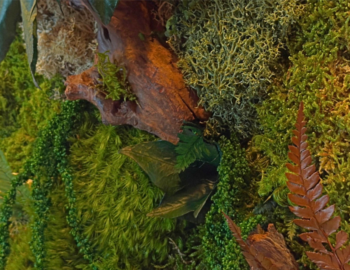 Cadre végétal mural 42 × 33 cm – Mousse et lichens stabilisés