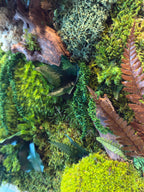 Cadre végétal mural 42 × 33 cm – Mousse et lichens stabilisés