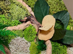 Cadre végétal stabilisé 42 × 33 cm – Mousse et bois flotté