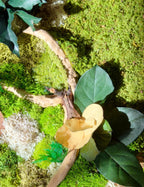 Cadre végétal stabilisé 42 × 33 cm – Mousse et bois flotté