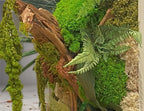 Grand Tableau Végétal Mural 98x38 cm — Mousse Stabilisée & Caisse Américaine Bois Blanc | Pièce Unique