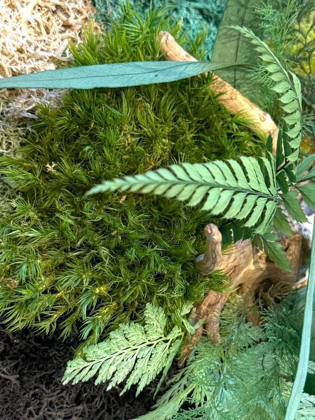 Cadre Végétal Rond Stabilisé — Mousse, Eucalyptus & Lichen | Tableau Mural Fait Main
