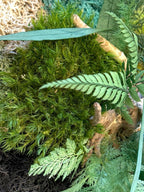 Cadre Végétal Rond Stabilisé — Mousse, Eucalyptus & Lichen | Tableau Mural Fait Main