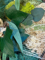 Cadre Végétal Rond Stabilisé — Mousse, Eucalyptus & Lichen | Tableau Mural Fait Main