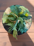 Cadre Végétal Rond Stabilisé — Mousse, Eucalyptus & Lichen | Tableau Mural Fait Main