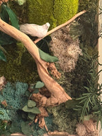 Cadre végétal stabilisé lumineux- mur végétal zen avec bois flotté, mousse naturelle et feuillages