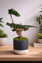 Sculpture Végétale Stabilisée Style Bonsaï | Genévrier & Bois Naturel | 43 cm