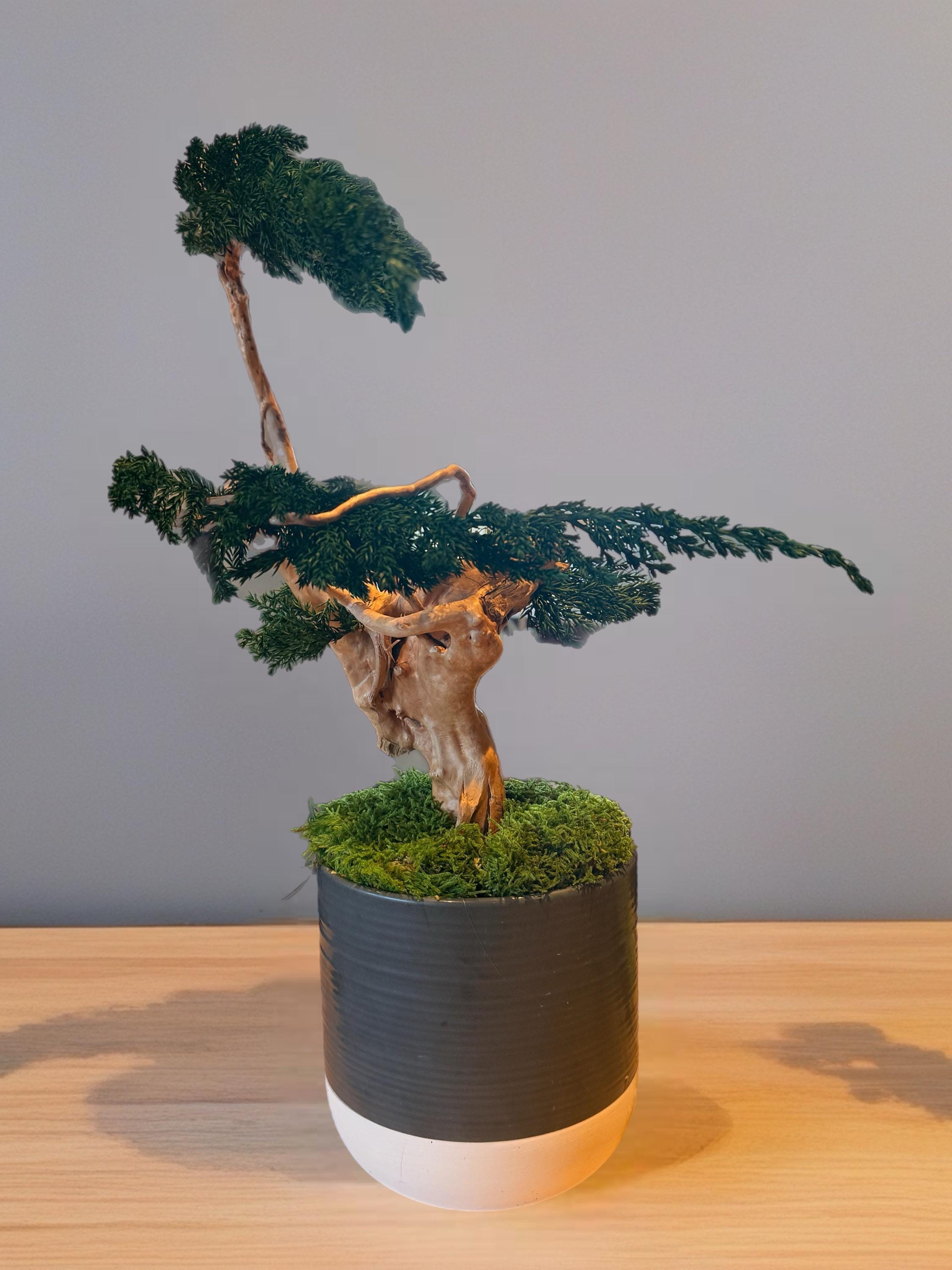 Sculpture Végétale Stabilisée Style Bonsaï | Genévrier & Bois Naturel | 43 cm