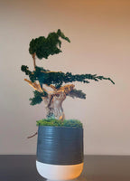 Sculpture Végétale Stabilisée Style Bonsaï | Genévrier & Bois Naturel | 43 cm