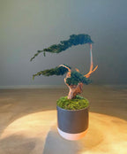 Sculpture Végétale Stabilisée Style Bonsaï | Genévrier & Bois Naturel | 43 cm