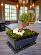 Bonsaï Stabilisé Miniature | Mousse Naturelle & Bois | Déco Zen | 18 cm