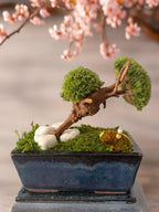 Bonsaï Stabilisé Miniature | Mousse Naturelle & Bois | Déco Zen | 18 cm